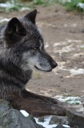 Zoo Hannover