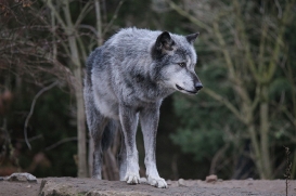 Hannover1612LinaT_Wolf-004