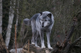 Hannover1612LinaT_Wolf-005