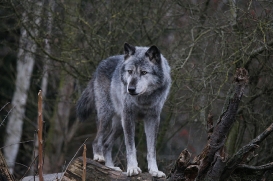 Hannover1612LinaT_Wolf-006