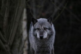 Hannover1612LinaT_Wolf-007