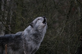 Hannover1612LinaT_Wolf-009
