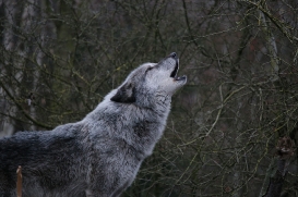 Hannover1612LinaT_Wolf-010
