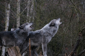 Hannover1612LinaT_Wolf-013