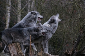 Hannover1612LinaT_Wolf-014