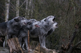 Hannover1612LinaT_Wolf-015