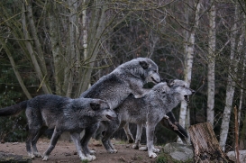 Hannover1612LinaT_Wolf-016