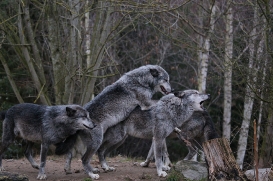 Hannover1612LinaT_Wolf-017