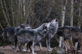 Hannover1612LinaT_Wolf-018
