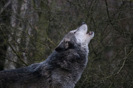 Hannover1612LinaT_Wolf-019