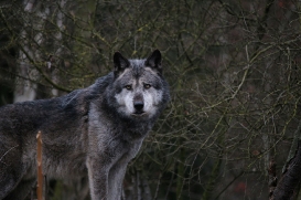 Hannover1612LinaT_Wolf-029