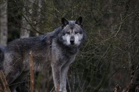 Hannover1612LinaT_Wolf-031