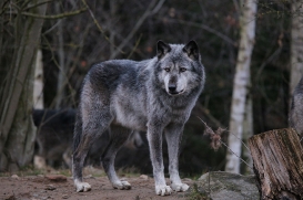Hannover1612LinaT_Wolf-032