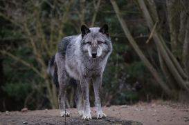 Hannover1612LinaT_Wolf-033