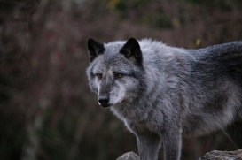 Hannover1612LinaT_Wolf-037