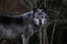 Hannover1612LinaT_Wolf-038