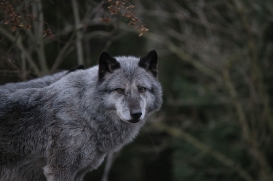 Hannover1612LinaT_Wolf-040