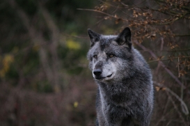 Hannover1612LinaT_Wolf-041