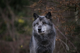 Hannover1612LinaT_Wolf-042