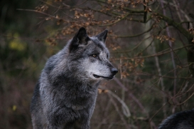 Hannover1612LinaT_Wolf-043