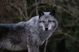 Hannover1612LinaT_Wolf-044