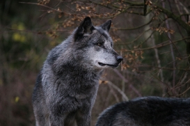 Hannover1612LinaT_Wolf-046