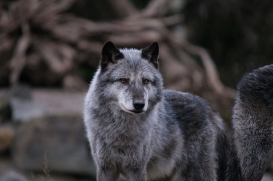 Hannover1612LinaT_Wolf-051