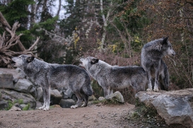 Hannover1612LinaT_Wolf-058