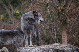 Hannover1612LinaT_Wolf-060