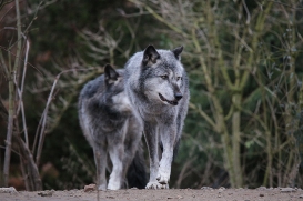 Hannover1612LinaT_Wolf-069