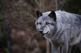 Hannover1612LinaT_Wolf-070
