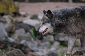 Hannover1612LinaT_Wolf-072