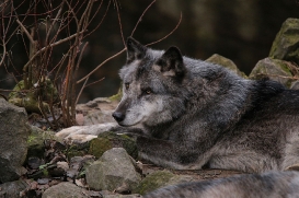 Hannover1612LinaT_Wolf-078