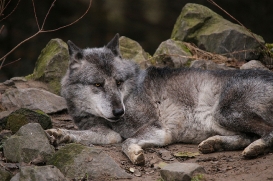 Hannover1612LinaT_Wolf-086