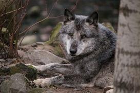 Hannover1612LinaT_Wolf-091