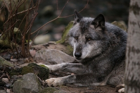 Hannover1612LinaT_Wolf-093