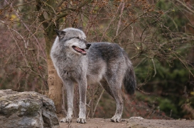 Hannover1612LinaT_Wolf-098
