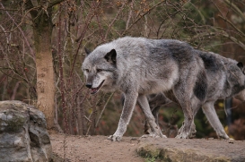 Hannover1612LinaT_Wolf-101