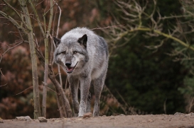 Hannover1612LinaT_Wolf-103