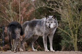 Hannover1612LinaT_Wolf-106