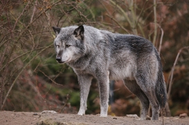 Hannover1612LinaT_Wolf-113