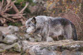 Hannover1612LinaT_Wolf-115