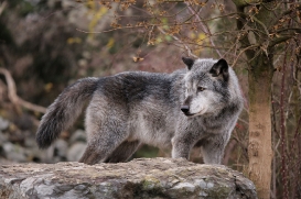 Hannover1612LinaT_Wolf-118