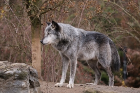 Hannover1612LinaT_Wolf-122