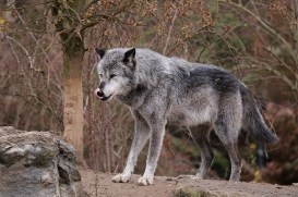 Hannover1612LinaT_Wolf-123
