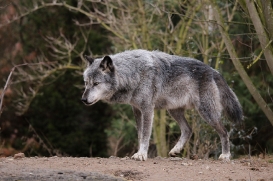 Hannover1612LinaT_Wolf-124
