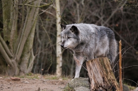 Hannover1612LinaT_Wolf-125