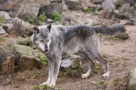 Hannover1612LinaT_Wolf-126