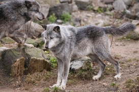 Hannover1612LinaT_Wolf-128
