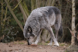 Hannover1612LinaT_Wolf-131